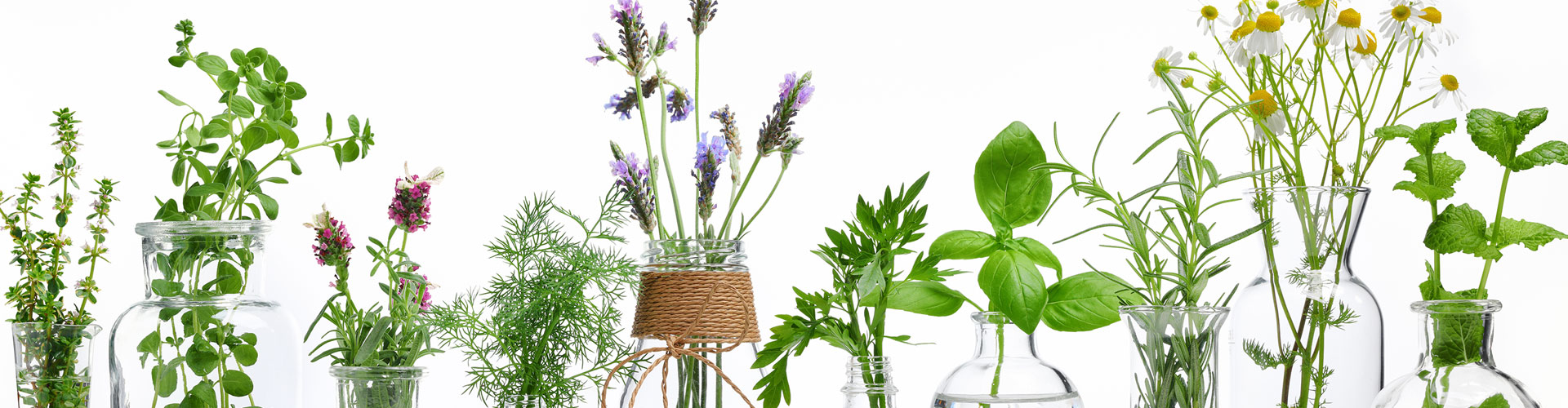 Phytotherapie Phytotherapie